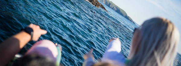 Newquay Coastal Wildlife Boat Trips