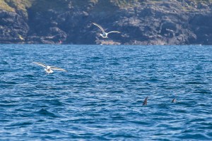 Newquay Coastal Wildlife Boat Trips